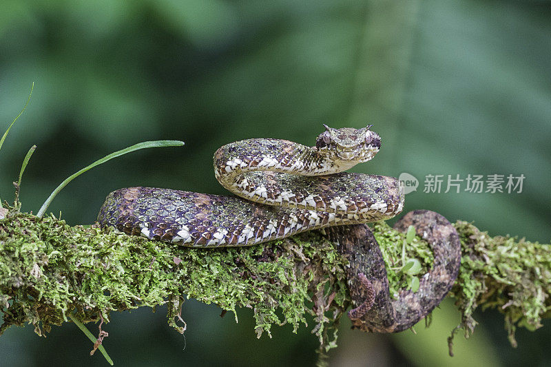 Bothriechis schlegelii，睫毛蝰蛇，是一种在哥斯达黎加发现的毒蛇
